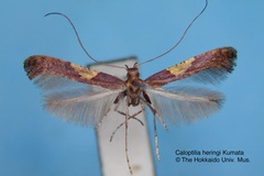 Caloptilia heringi