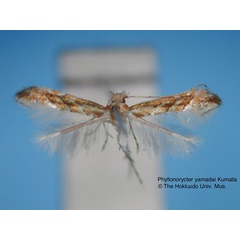 /filer/webapps/moths_gc/media/images/Y/yamadai_Phyllonorycter_HT_EIHU.jpg