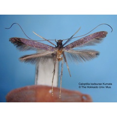 /filer/webapps/moths_gc/media/images/K/kadsurae_Caloptilia_HT_EIHU.jpg