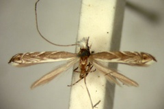 Epicephala jansei