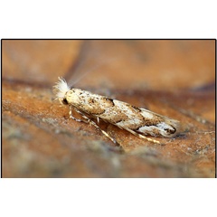 /filer/webapps/moths_gc/media/images/C/comparella_Phyllonorycter_Knyazev-et-al_2018_265.jpg