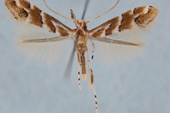 Cameraria corni