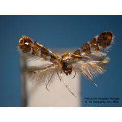 /filer/webapps/moths_gc/media/images/W/wisteriae_Hyloconis_HT_EIHU.jpg