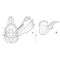 /filer/webapps/moths_gc/media/images/V/viburnella_Marmara_GM_Eiseman-etal_2017_200.jpg