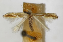 Phyllonorycter suberifoliella