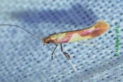 Caloptilia alchimiella