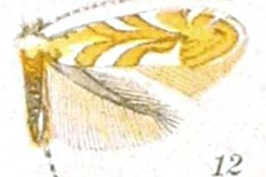 Phyllonorycter arbutusella