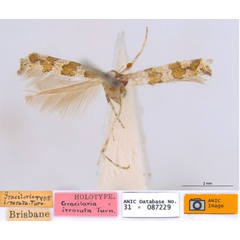 /filer/webapps/moths_gc/media/images/I/irrorata_Acrocercops_ST_ANIC.jpg