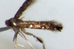 Porphyrosela desmodivora