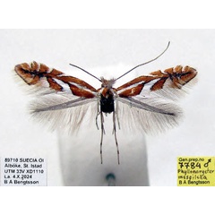 /filer/webapps/moths_gc/media/images/M/mespilella_Phyllonorycter_AM_Bengtsson_2026_26.jpg
