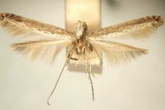 Graphiocephala polysticha