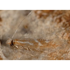 /filer/webapps/moths_gc/media/images/T/triflorella_Phyllonorycter_A_PathPiva.jpg