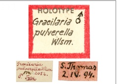 /filer/webapps/moths_gc/media/images/P/pulverella_Parectopa_HT_GAMNH_Label.jpg