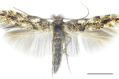 Phyllonorycter populifoliella