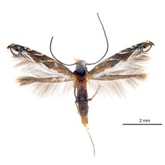 /filer/webapps/moths_gc/media/images/A/albistriatella_Epicephala_A3F_ANIC.jpg