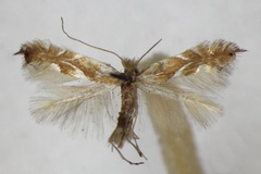 Phyllonorycter endryella