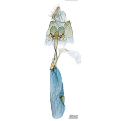/filer/webapps/moths_gc/media/images/C/crotonella_Diphtheroptila_PT12_GF_ANIC.jpg