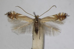 Phyllonorycter scitulella