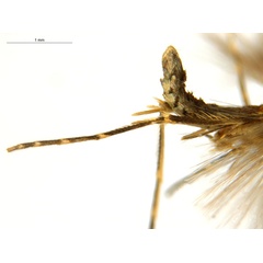 /filer/webapps/moths_gc/media/images/C/crotonella_Diphtheroptila_PT7_leg_ANIC.jpg
