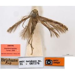 /filer/webapps/moths_gc/media/images/L/leptalea_Acrocercops_ST3_ANIC.jpg