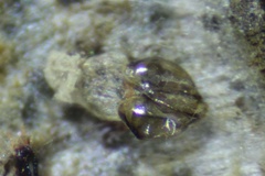 Phyllonorycter scopariella