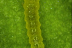 Porphyrosela arachisella
