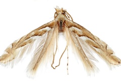 Phyllonorycter leucothorax