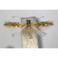 /filer/webapps/moths_gc/media/images/E/extincta_Phyllonorycter_PT_ZSM.jpg