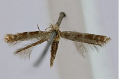 Phyllonorycter epispila