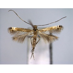 /filer/webapps/moths_gc/media/images/P/phractopa_Acrocercops_A_EIHU.jpg