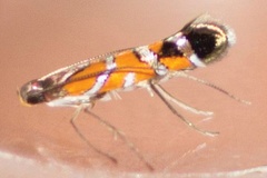 Philodoria kauaulaensis