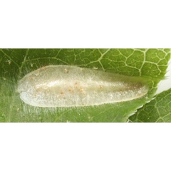 /filer/webapps/moths_gc/media/images/P/porphyretica_Caloptilia_cocoon_Eiseman_2025_1814.jpg
