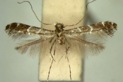 Aspilapteryx filifera