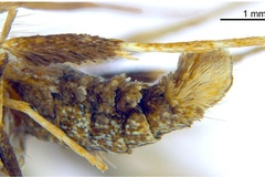 Kallia myopora