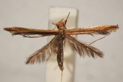 Caloptilia eolampis