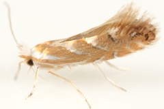 Phyllonorycter argentinotella