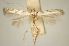 Spulerina atactodesma
