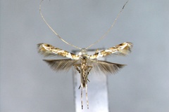 Acrocercops melanoplecta