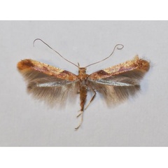 /filer/webapps/moths_gc/media/images/F/fribergensis_Caloptilia_A_Wullaert_2019_38.jpg