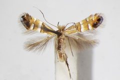 Phyllonorycter mongolicae