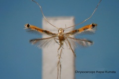 Chrysocercops thapai