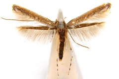 Cuphodes albomarginata