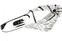 Phyllocnistis magalismontani