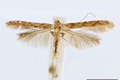 Caloptilia oriarcha