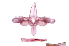Epicephala assamica