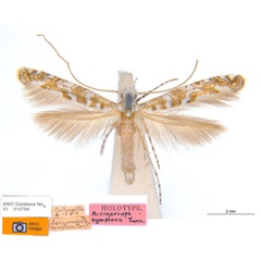 /filer/webapps/moths_gc/media/images/S/symploca_Acrocercops_ST_ANIC_Jbw2T7Y.jpg