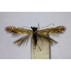 /filer/webapps/moths_gc/media/images/M/messaniella_Phyllonoycter_A_BMNH.jpg