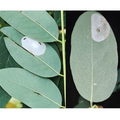 /filer/webapps/moths_gc/media/images/R/robiniella_Macrosaccus_mine-type1_Kirichenko-etal_2025b_7.jpg