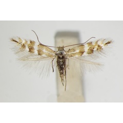 /filer/webapps/moths_gc/media/images/R/rolandi_Phyllonorycter_A_ZSM.jpg