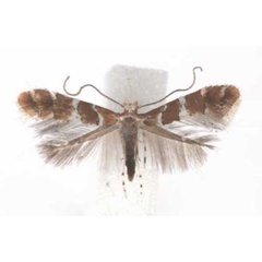 /filer/webapps/moths_gc/media/images/H/hibiscina_Phyllonorycter_A_TMSA.jpg